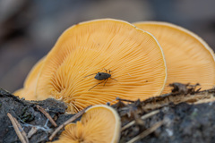 Tuberolachnus salignus