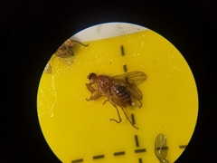 Norellisoma spinimanum