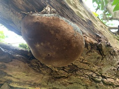 Phellinus lundellii