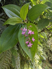 Oxyspora paniculata