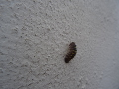 Armadillidium granulatum