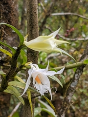 Dendrobium longicornu