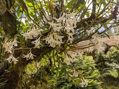 Dendrobium longicornu