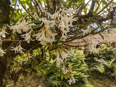 Dendrobium longicornu