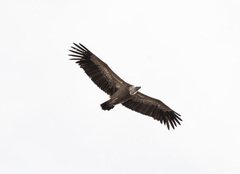 Gyps fulvus fulvus