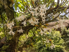 Dendrobium longicornu