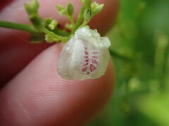 Justicia martinsoniana