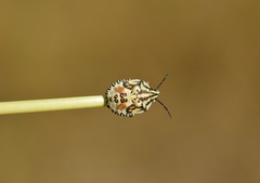 Carpocoris pudicus