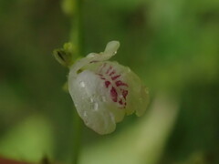 Justicia martinsoniana