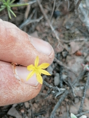 Bulbine mesembryanthemoides