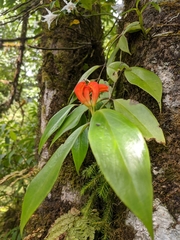 Aeschynanthus
