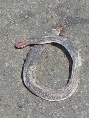 Amphisbaenidae