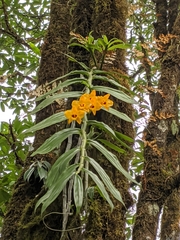 Dendrobium chrysanthum