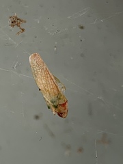 Gyponana