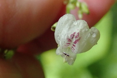 Justicia martinsoniana