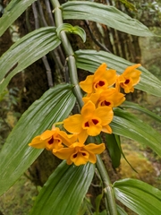 Dendrobium chrysanthum
