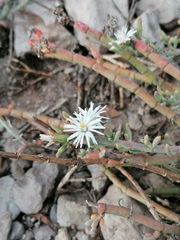 Mesembryanthemum junceum