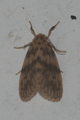 Miltochrista floccosa