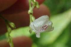 Justicia martinsoniana