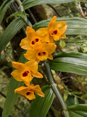 Dendrobium chrysanthum