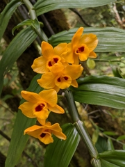 Dendrobium chrysanthum