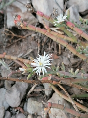 Mesembryanthemum junceum