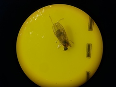 Elaphropeza ephippiata