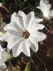 Cordia decandra
