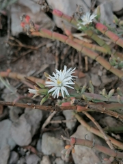 Mesembryanthemum junceum