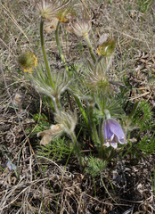 Pulsatilla turczaninovii