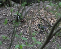 Dendrocoptes medius medius