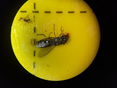 Platycheirus albimanus