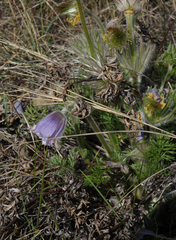 Pulsatilla turczaninovii