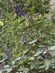 Viburnum tinus