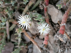 Mesembryanthemum junceum