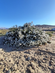 Cordia decandra