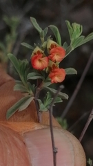 Hermannia diversistipula graciliflora