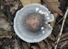 Russula grisea