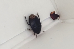 Macroscytus brunneus