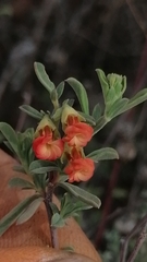 Hermannia diversistipula graciliflora