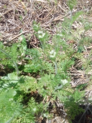 Daucus pusillus