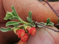 Hermannia diversistipula graciliflora