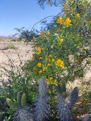 Senna cumingii cumingii