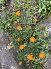 Calendula
