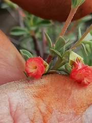 Hermannia diversistipula graciliflora