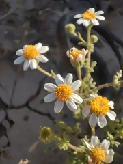 Perityle emoryi