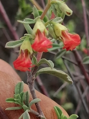 Hermannia diversistipula graciliflora
