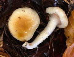 Hygrophorus flavodiscus