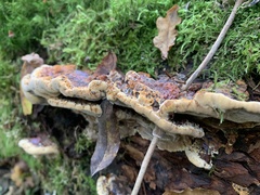 Fuscoporia gilva