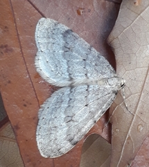 Operophtera fagata